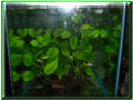 Anubias barteli